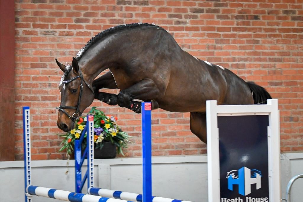 High Offley Legend - Showjumping